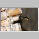 Heriades truncorum - Loecherbiene w03 6mm.jpg